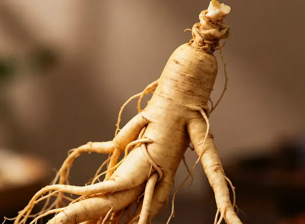 Panax ginseng root