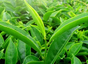 Fresh green tea leaves