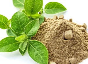 Gymnema leaves with extract powder