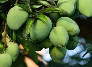 Green African mango fruit growing on a tree